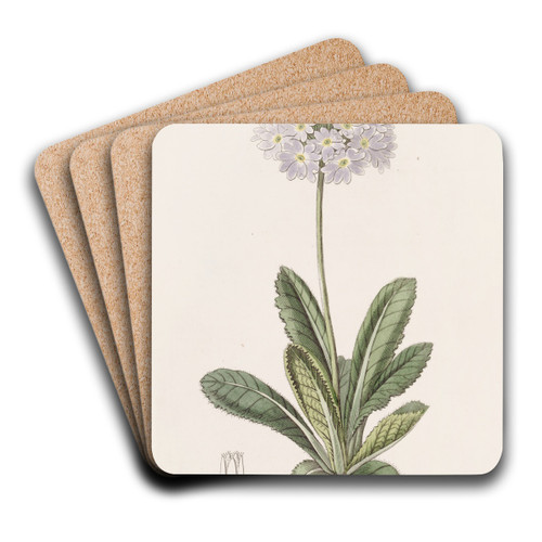 Tooth-letted Primrose by Sydenham Edwards Art Drink Coaster set