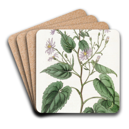 Heart-leaved Aster by Sydenham Edwards Art Drink Coaster set