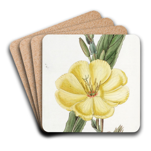 Large-flowered biennial Evening Primrose by Sydenham Edwards Art Drink Coaster set