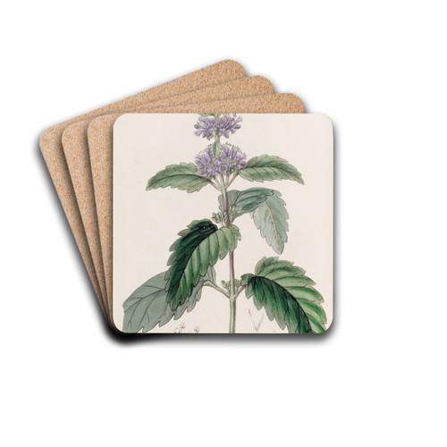 Chinese Beardwort by Sydenham Edwards Drink Coasters - set of 4