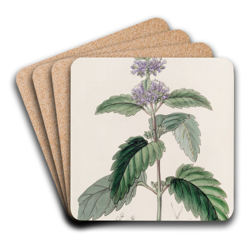 Chinese Beardwort by Sydenham Edwards Art Drink Coaster set
