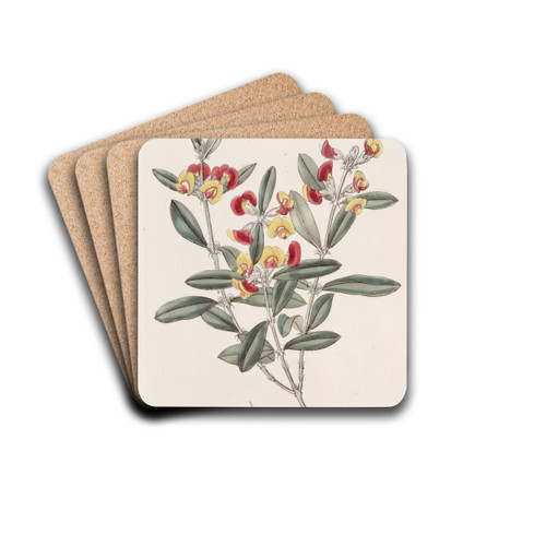 Headed Oxylobium by Sydenham Edwards Drink Coasters - set of 4