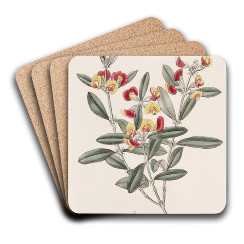Headed Oxylobium by Sydenham Edwards Art Drink Coaster set