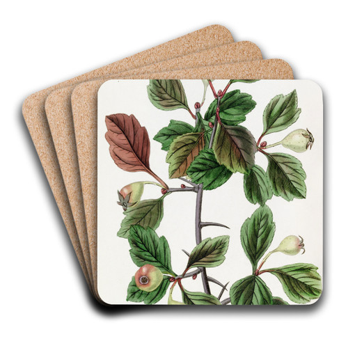 Rough-barked Thorn - Single-fruited variety by Sydenham Edwards Art Drink Coaster set