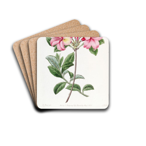 Lady Harriot Stapleton's Highclere Azalea by Sydenham Edwards Drink Coasters - set of 4