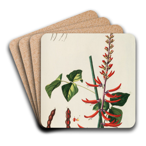 Corallodendron II by Georg Dionysius Ehret Art Drink Coaster set