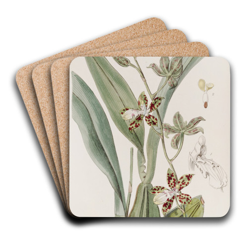 Spotted Cyrtochilum by Sydenham Edwards Art Drink Coaster set