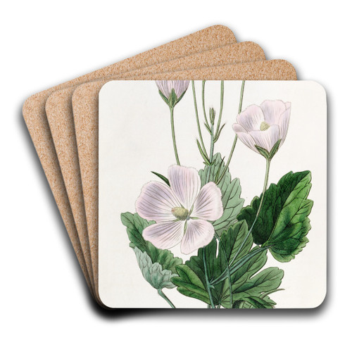 Heart-leaved Nuttallia by Sydenham Edwards Art Drink Coaster set