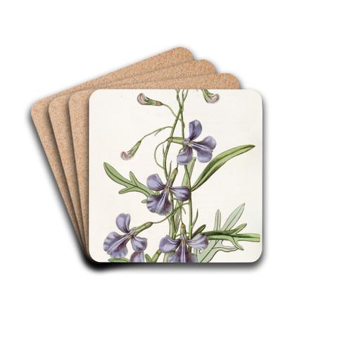 Various-leaved Lobelia by Sydenham Edwards Drink Coasters - set of 4