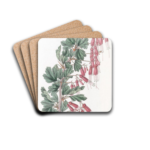 Shewy Gooseberry by Sydenham Edwards Drink Coasters - set of 4