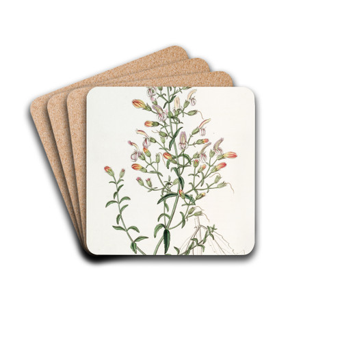 Short-flowered Pentstemon by Sydenham Edwards Drink Coasters - set of 4