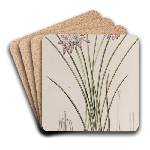 Loose-flowered Sowerbaea by Sydenham Edwards Art Drink Coaster set