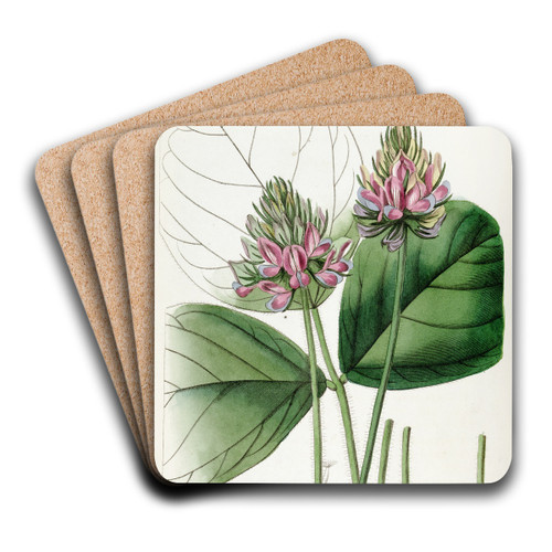 Round-leaved Psoralea by Sydenham Edwards Art Drink Coaster set