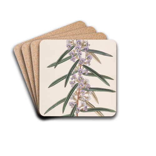 Spikeletted Hovea by Sydenham Edwards Drink Coasters - set of 4