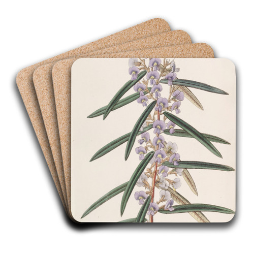 Spikeletted Hovea by Sydenham Edwards Art Drink Coaster set