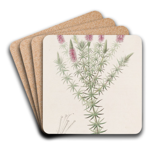 Starry Dysophyll by Sydenham Edwards Art Drink Coaster set Starry Dysophyll by Sydenham Edwards Art Drink Coaster set