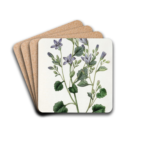 Dalmatian Wall Campanula by Sydenham Edwards Drink Coasters - set of 4