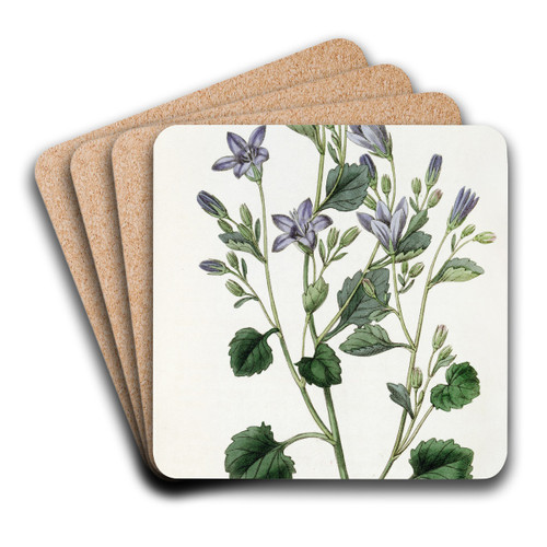 Dalmatian Wall Campanula by Sydenham Edwards Art Drink Coaster set