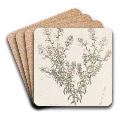 Loose-flowered Selago by Sydenham Edwards Art Drink Coaster set