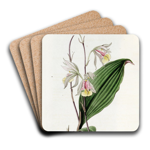 Slender Bletia by Sydenham Edwards Art Drink Coaster set