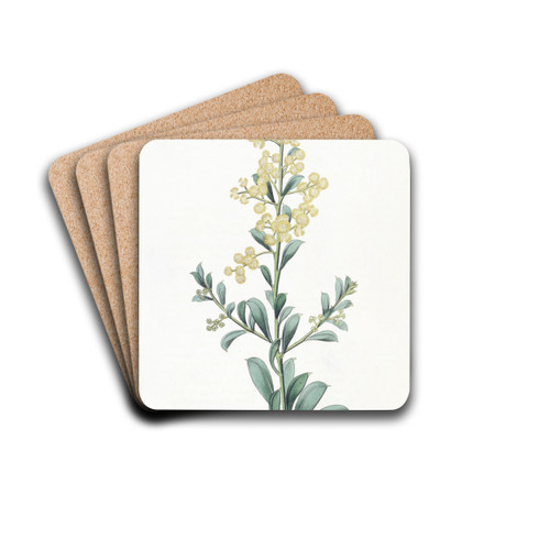 Crescent-leaved Acacia by Sydenham Edwards Drink Coasters - set of 4