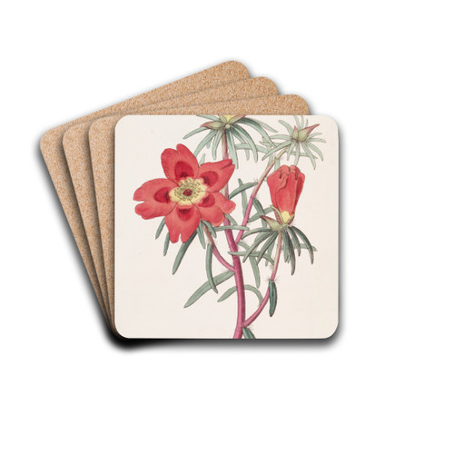 Mr. Thelluson's Purslane by Sydenham Edwards Drink Coasters - set of 4