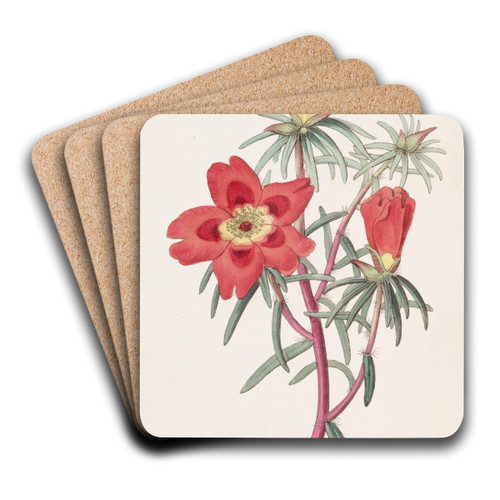 Mr. Thelluson's Purslane by Sydenham Edwards Art Drink Coaster set