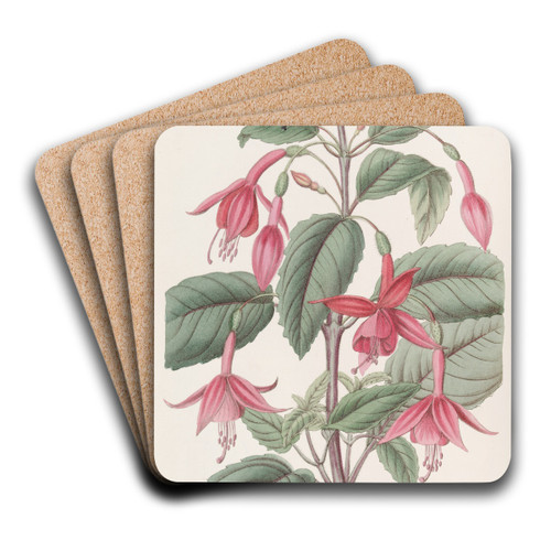 Standish's Fuchsia by Sydenham Edwards Art Drink Coaster set Standish's Fuchsia by Sydenham Edwards Art Drink Coaster set