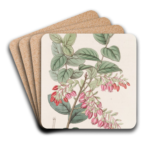 Bilberry-like Gaylussacwort by Sydenham Edwards Art Drink Coaster set Bilberry-like Gaylussacwort by Sydenham Edwards Art Drink Coaster set