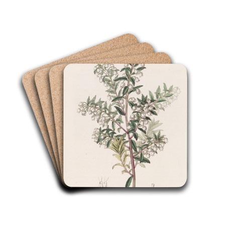 Narrow-leaved Pernettya by Sydenham Edwards Drink Coasters - set of 4