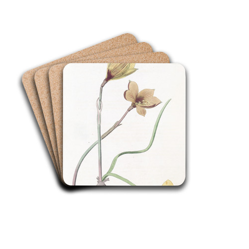 Anderson's Habranthus by Sydenham Edwards Drink Coasters - set of 4