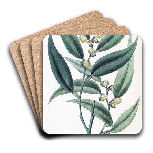 Climbing Pothos by Sydenham Edwards Art Drink Coaster set Climbing Pothos by Sydenham Edwards Art Drink Coaster set