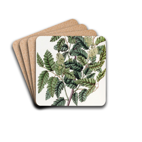 Broad-leaved Duvaua by Sydenham Edwards Drink Coasters - set of 4