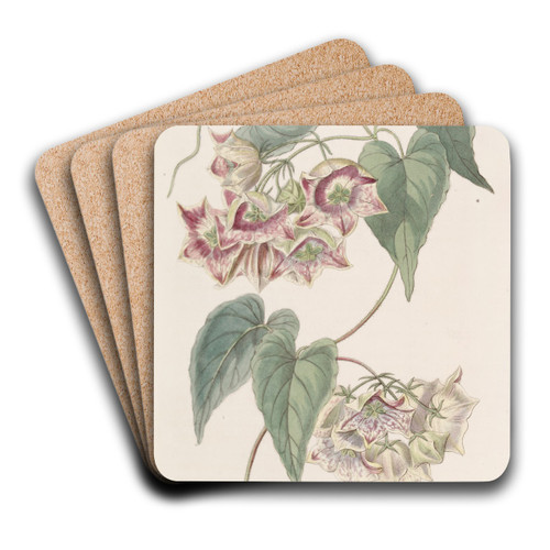 Large-flowered Philibertia by Sydenham Edwards Art Drink Coaster set Large-flowered Philibertia by Sydenham Edwards Art Drink Coaster set