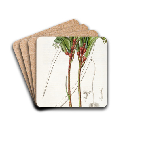 Narrow-leaved Manglesian Anigozanthus by Sydenham Edwards Drink Coasters - set of 4