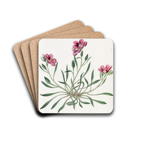 Shewy Calandrinia by Sydenham Edwards Drink Coasters - set of 4