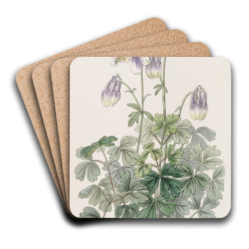 Slender-horned Columbine by Sydenham Edwards Art Drink Coaster set