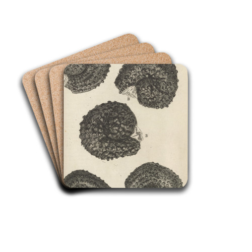 Microscopic view of purslane seeds by Robert Hooke Drink Coasters - set of 4
