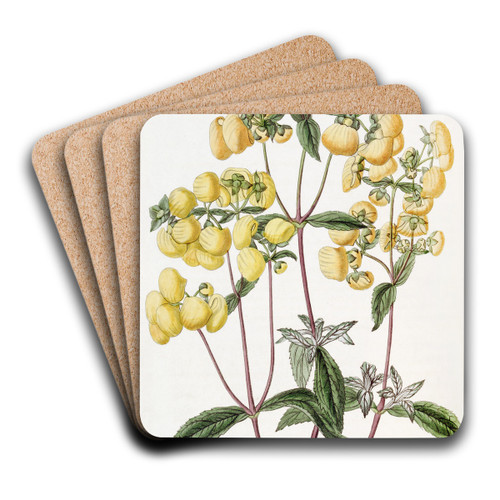 Sage-leaved Slipper-flower by Sydenham Edwards Art Drink Coaster set
