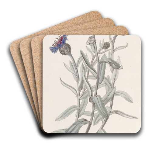 Beautiful Blue Bottle by Sydenham Edwards Art Drink Coaster set Beautiful Blue Bottle by Sydenham Edwards Art Drink Coaster set