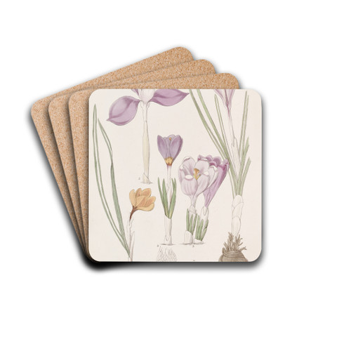 Crocuses. by Sydenham Edwards Drink Coasters - set of 4