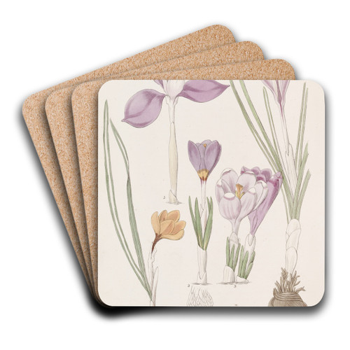 Crocuses. by Sydenham Edwards Art Drink Coaster set Crocuses. by Sydenham Edwards Art Drink Coaster set