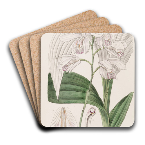 Japanese Bletia by Sydenham Edwards Art Drink Coaster set