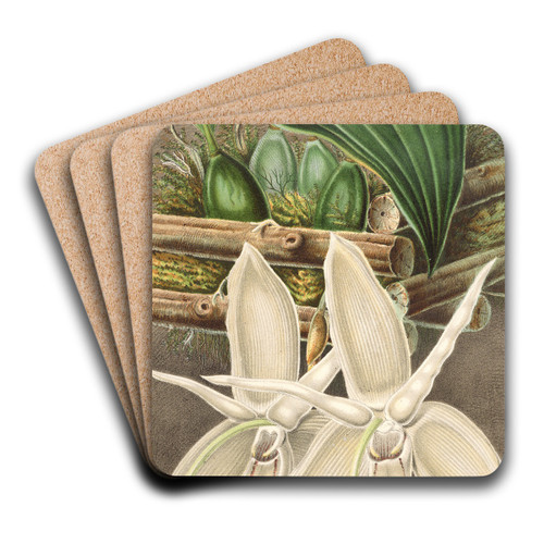 Stanhopea eburnea, var. spectabilis by Charles Antoine Lemaire Art Drink Coaster set