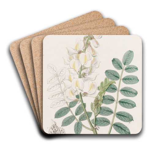 Ray-fruited Saintfoin by Sydenham Edwards Art Drink Coaster set Ray-fruited Saintfoin by Sydenham Edwards Art Drink Coaster set