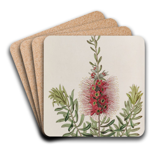 Small-spiked Callistemon by Sydenham Edwards Art Drink Coaster set