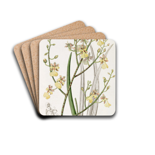 Chive-leaved Oncidium by Sydenham Edwards Drink Coasters - set of 4