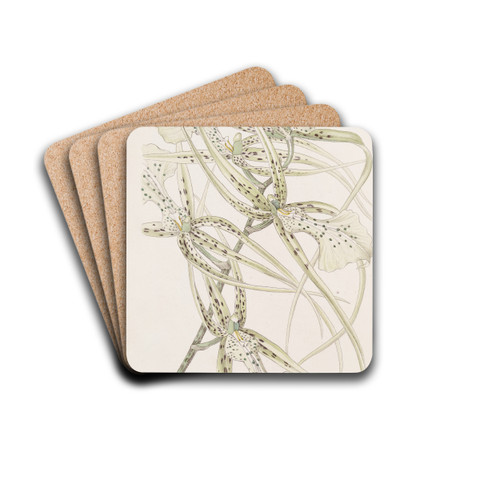 Long-armed Brassia by Sydenham Edwards Drink Coasters - set of 4