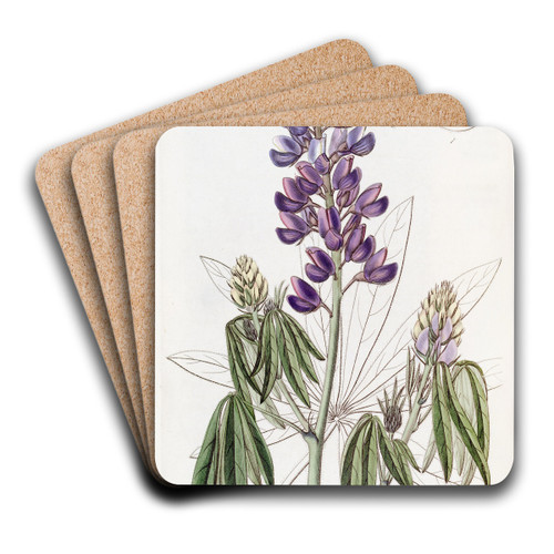 Drooping-leaved Lupine by Sydenham Edwards Art Drink Coaster set