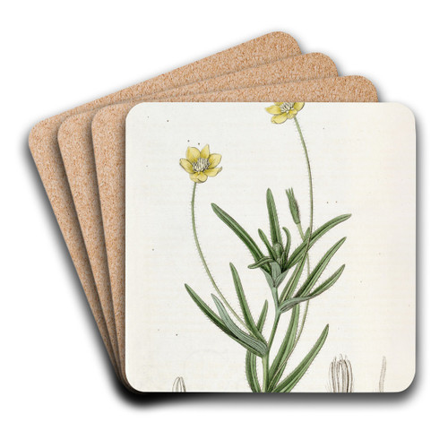 Californian Platystemon by Sydenham Edwards Art Drink Coaster set